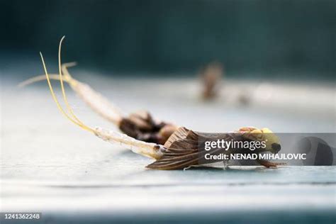 Mayfly Larvae Photos and Premium High Res Pictures - Getty Images