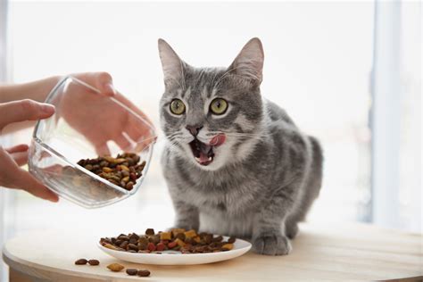 ¿qué Beneficios Tiene El Alimento Libre De Granos Para Mi Gato Gatuario