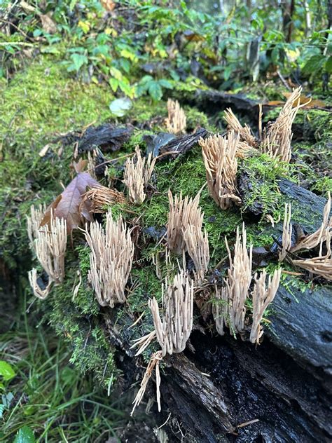 Upright Coral Fungus From South Whidbey State Park Freeland Wa Us On