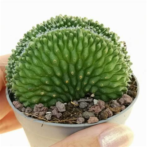 Mammillaria Spinosissima Cv Un Pico F Crestata Cm Cactaceae