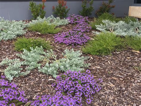 Australian Native Garden Ground Covers And Low Shrubs Aldi Bunbury