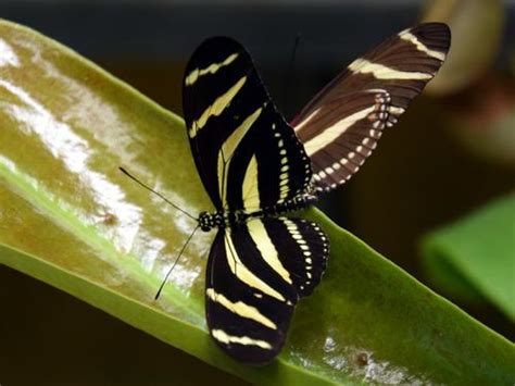 Heliconius Charithonia Exotique à Paris Le Monde Des Insectes