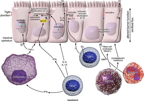 Intestinal Barrier Function Molecular Regulation And Disease