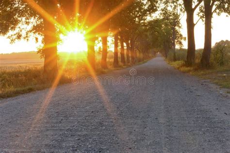 An Alley Along a Dirt Road in the Sun, Country Road at Sunset Stock ...