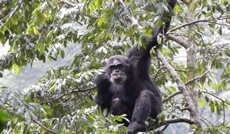 Primates In Uganda Trekking To See Primates Of Uganda Acacia