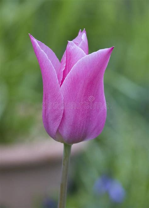 Pink Tulip In In A Garden In Springtime United Kingdom Stock Image