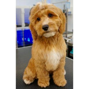 8 Best Cockapoo Haircut Ideas! (2022)