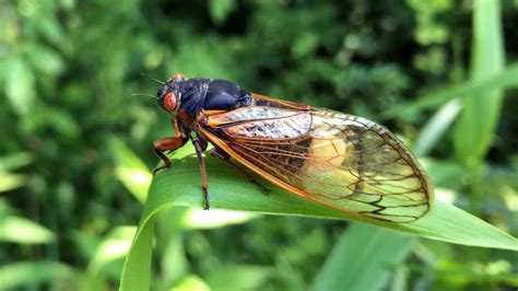 A Fungus Is Pushing Cicada Sex Into Hyperdrive And Leaving Them