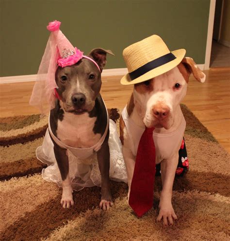 pit bulls  costume terms     lin flickr