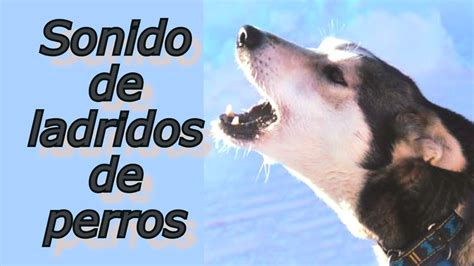 Sonidos Para Perros Para Que Ladren Perros Ladrando Muy Fuerte Para