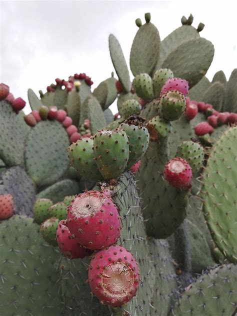 Tuna Nopal Espinas Foto Gratis En Pixabay Pixabay