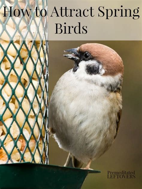 How To Attract Spring Birds