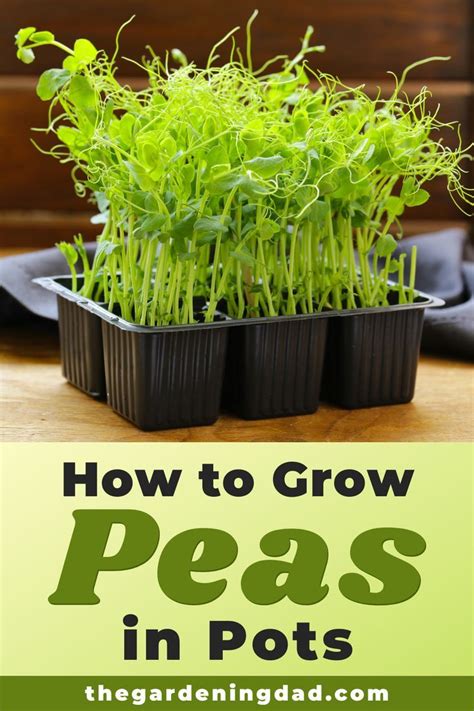 How To Grow Peas From Seed 6 Easy Tips Growing Peas Growing Vegetables Organic Vegetable Seeds