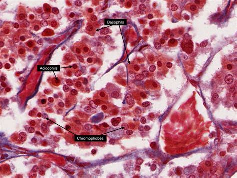 Pituitary Gland Histology Diagram