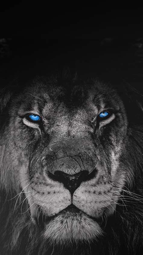 Black And White Lion Iphone Wallpaper