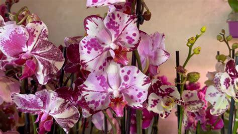 🌸 ПРОДАЖА ОРХИДЕЙ 14.09.22 БАБОЧКИ, Редкие Эксклюзивные сорта обзор ...