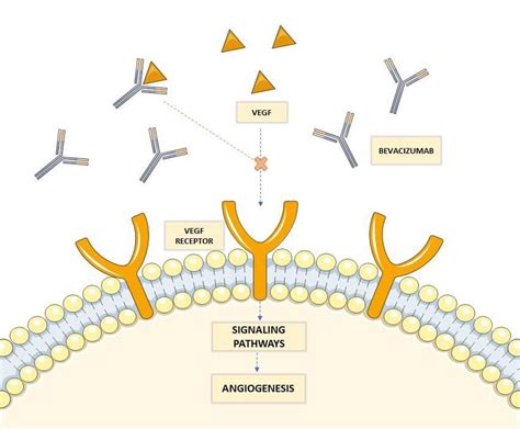 Scheme The Mechanism Of Action Of Bevacizumab Modified From