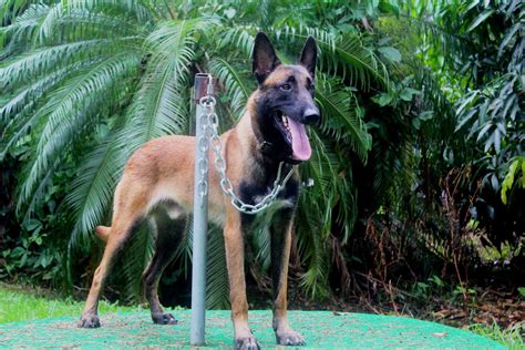 Iron: Male Belgian Malinois | High Class K9 Protection Dogs
