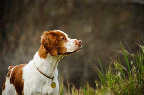 Liver and White Brittany Spaniel - Profile | Care | Puppy | Facts - Dog ...