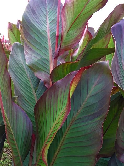 Giant Cannas World S Tallest Cannas Musifolia Bulbs Canna Bulbs