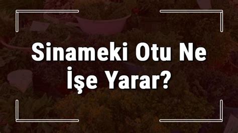 Sinameki otu nedir ne işe yarar ve nerede yetişir Sinameki otunun