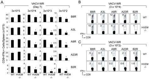 Groups Of C57bl6 Wt Or Hvem Deficient Hvem−− Mice Were Infected