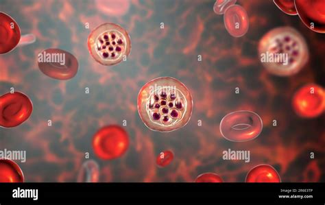 Protozoan Plasmodium vivax in roten Blutkörperchen Computergrafiken P