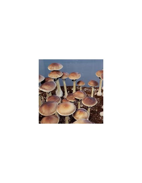 Kaufen Mycotek Liquid Culture Psilocybe