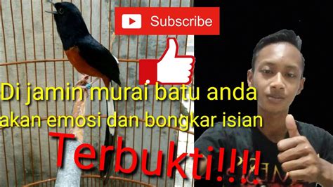 Suara Murai Batu Prospek Youtube