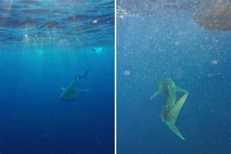 Scuba Diver Wins 'Lottery' Coming Face-To-Face With Rare Ocean Creature