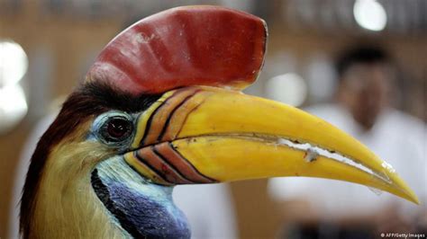 kondisi burung enggang gading  kalimantan makin kritis