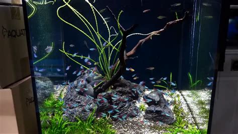 How Many Neon Tetras In A 10 Gallon Tank A Complete Guide