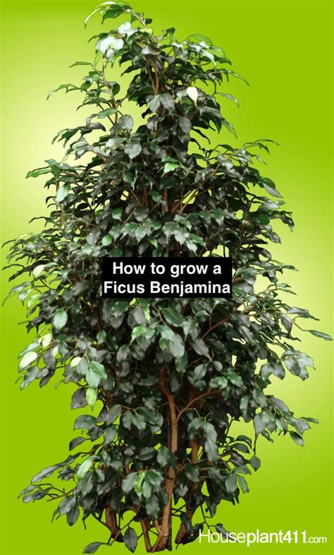 How To Grow A Ficus Benjamina Weeping Fig Ficus Benjamina Ficus Ficus Tree Care