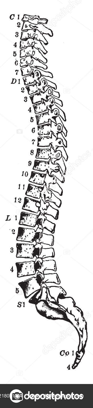 Illustration Represents Side View Spinal Column Vintage Line Drawing ... 