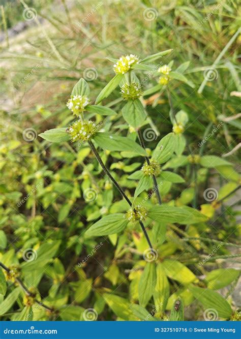 Mitracarpus Hirtus Wildflower Weed with Tiny Flower Plant. Stock Photo