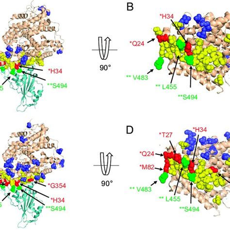 Residues At The Binding Interface Between ACE2 And SARS CoV 2 S Are