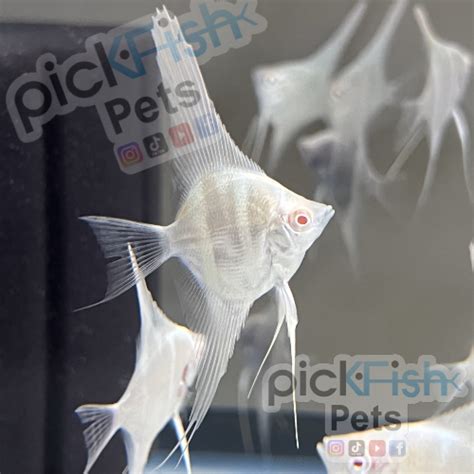 Albino Dantum Angelfish Pickfish Pets