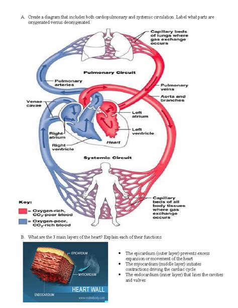 Lab Chapter 13: Anatomy & Physiology of the Heart Circulatory Systems