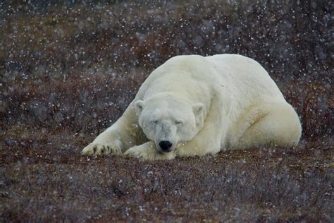 Classic Night Churchill Polar Bear Adventure Winnipeg