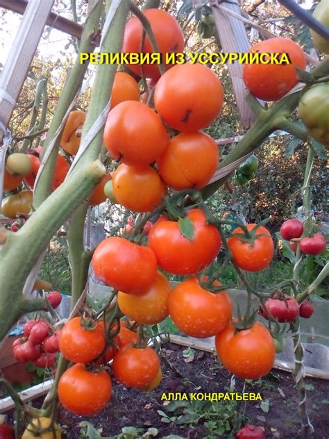 Томат Реликвия из Уссурийска: ОТЗЫВЫ, фото, урожайность | tomatland.ru