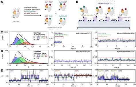 RNAP Clamp Switches Between Long Lived And Short Lived Conformational