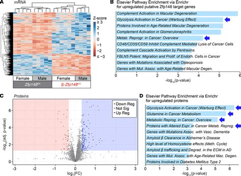 Altered expression of metabolic genes and proteins in β-Zfp148 KO and ...