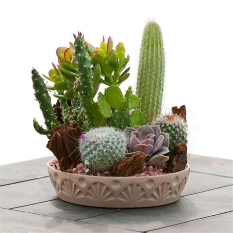 Decoración con cactus para el interior y el exterior de casa