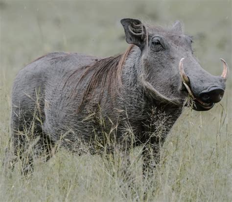 Facocero En Un Safari En Tanzania Conoce Los Detalles