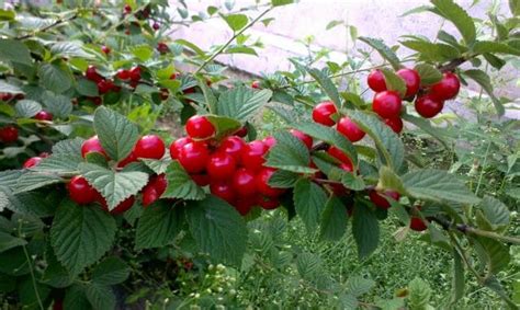 9 причин посадить войлочную вишню на своем участке