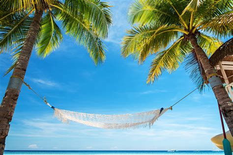 Hammock Under Palm Trees On The Tropical Beach Stock Photo Download