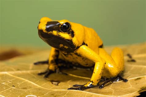 1500 Brown Tree Frog Fotos Stockfotos Afbeeldingen En Royalty Free Beelden Istock