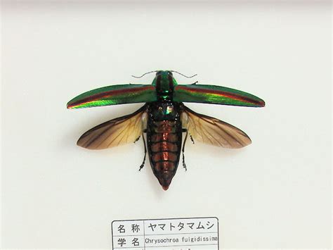 クワガタ、カブトムシ 昆虫標本を作る｜素人のための標本修復 教室 オオクワ京都昆虫館