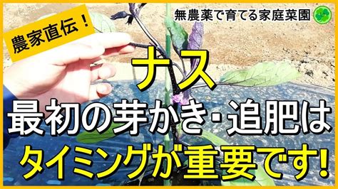 【ナス栽培】なが～くたくさん収穫するための最初の芽かき・追肥・摘果【3本仕立て】【有機農家直伝！無農薬で育てる家庭菜園】 23518