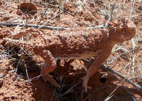 Horny Toad Lizard Photos Diagrams Topos SummitPost